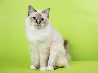 Fototapeta na wymiar beautiful cat in studio close-up, luxury cat, studio photo, green background hroma key
