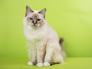 beautiful cat in studio close-up, luxury cat, studio photo, green background hroma key