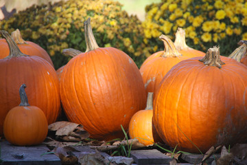 Pumpkin Patch with Flowers