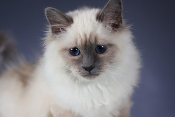 Naklejka na ściany i meble handsome cat in studio close-up, luxury cat, studio photo, blue background, isolated..