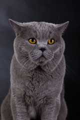 British cat on a black background in the studio isolated, orange eyes