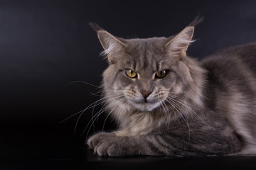 Maine Coon on a black background, a huge bright cat, studio photo