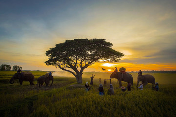 The silhouette of a person riding an elephant in a field near trees at the sunset time. Asian...