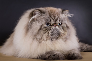 fluffy Persian cat on a black background in the studio,