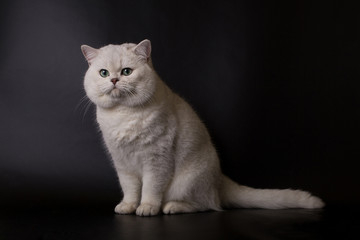 Fototapeta na wymiar White British cat on a black background in the studio