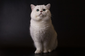 Fototapeta na wymiar White British cat on a black background in the studio