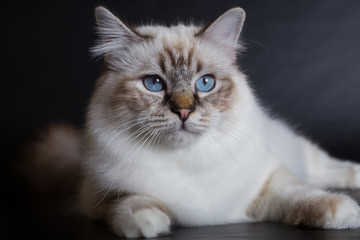 handsome cat in studio close-up, luxury cat, studio photo, black background, isolated