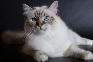 Fototapeta na wymiar handsome cat in studio close-up, luxury cat, studio photo, black background, isolated