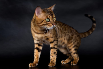 Fototapeta na wymiar Bengal cat on a white background in the studio, isolated, bright spotted cat.