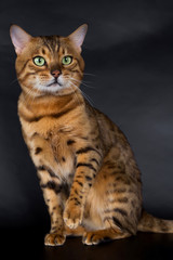 Bengal cat on a white background in the studio, isolated, bright spotted cat.