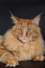 Maine Coon on a black background, a huge red cat, studio photo.