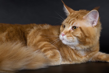 Maine Coon on a black background, a huge bright cat, studio photo.