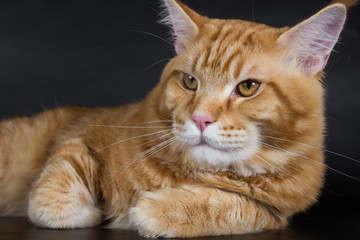 Maine Coon on a black background, a huge bright cat, studio photo.