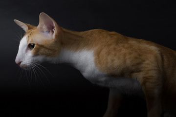 Oriental Cat Siamese breed, black background in the studio