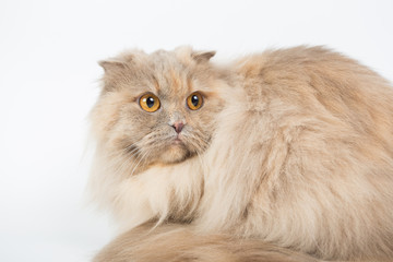 Naklejka na ściany i meble British Longhair on a white background in the studio, isolated, orange eyes, gray cat.