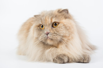 British Longhair on a white background in the studio, isolated, orange eyes, gray cat.