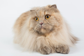 Fototapeta premium British Longhair on a white background in the studio, isolated, orange eyes, gray cat.