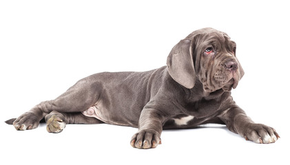 Young puppie italian mastiff cane corso lying on white background