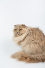 British Longhair on a white background in the studio, isolated, orange eyes, gray cat.