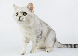 Obraz premium white British cat on a white background, isolated, photo studio