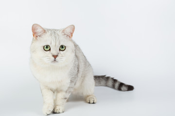 Fototapeta na wymiar white British cat on a white background, isolated, photo studio