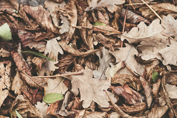 Fallen leaves of chestnut, maple, oak, acacia. Brown, red, orange and gren Autumn Leaves Background. Soft colors