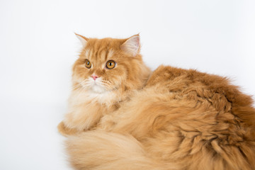 a large purebred red cat on a white background, studio photo, isolated cat