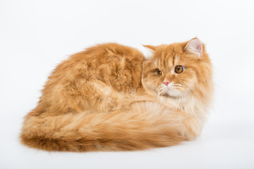 a large purebred red cat on a white background, studio photo, isolated cat