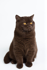 brown British cat on a white background in the studio