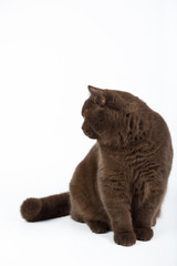 brown British cat on a white background in the studio