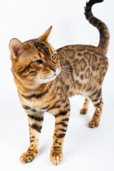 Young Bengal cat on a white background in studio isolated