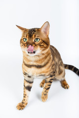 Young Bengal cat on a white background in studio isolated