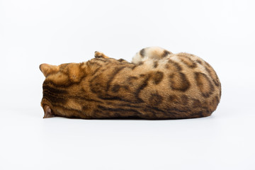 Young Bengal cat on a white background in studio isolated