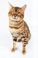 Young Bengal cat on a white background in studio isolated