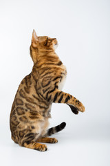 Young Bengal cat on a white background in the studio isolated playing with toy