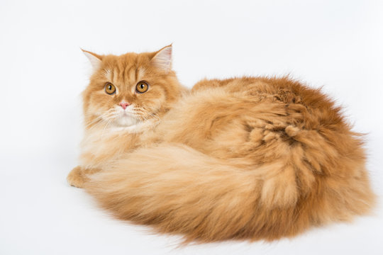 a large purebred red cat on a white background, studio photo, isolated cat
