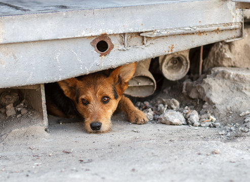 Unhappy homeless dog that lives underground