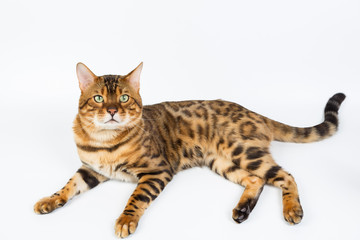 Young Bengal cat on a white background in studio isolated