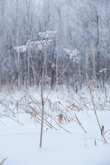 Winter bare trees without leaves under snow