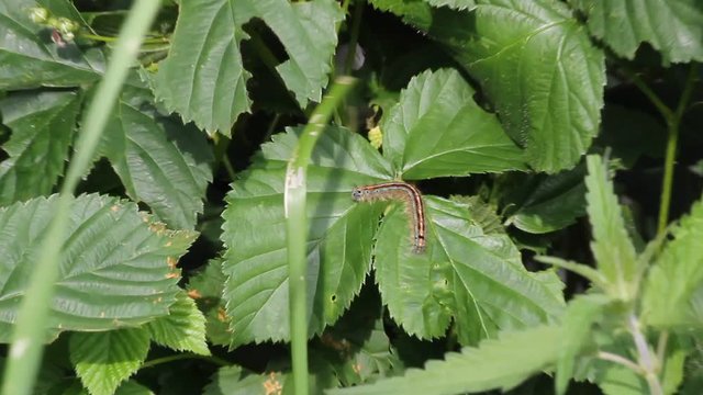 Buff-tip (Phalera bucephala) - caterpillar on a leaf