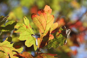 Multi-Colored Leaves