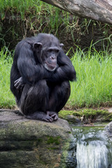 Chimpanzee Sitting by Waterfall