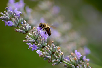 Lavendel