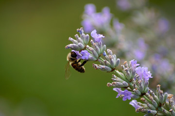 Lavendel