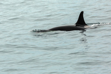 Fototapeta premium Killer Whale - Orcinus Orca in Pacific Ocean. Water area near Kamchatka Peninsula.