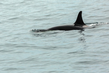 Killer Whale - Orcinus Orca in Pacific Ocean. Water area near Kamchatka Peninsula.