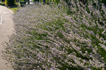 Lavendel