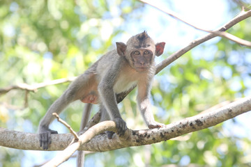 Monkey in the forest