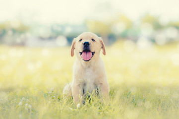 Dog in field. Labrador retriever puppy in field. - obrazy, fototapety, plakaty