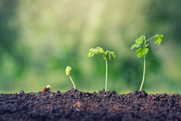 Plant seed growing concept